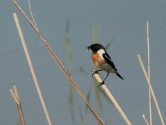 Saxicola maurus variegatus