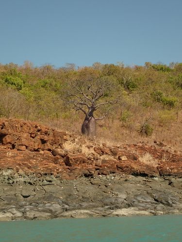 Adansonia gregorii, photograph 1