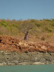 Adansonia gregorii, photograph (c) Stella Fish, some rights reserved (CC BY)