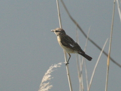 Saxicola maurus variegatus