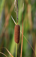 (c) Christoph Moning, some rights reserved (CC BY) Typha laxmannii, photograph (c) Christoph Moning, some rights reserved (CC BY)