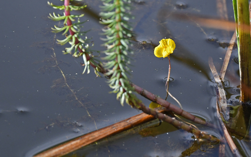 Utricularia vulgaris, photograph 2
