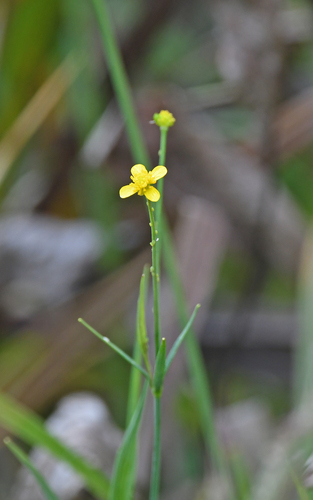 Ranunculus flammula, photograph 2