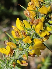 Ulex minor