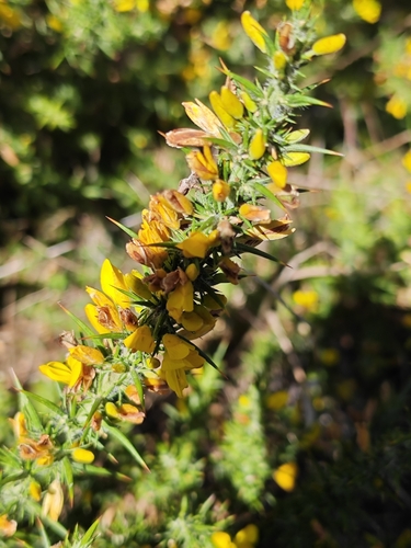 Ulex minor, photograph 2