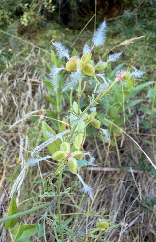 fragrant virgin's-bower