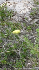 Helichrysum orientale