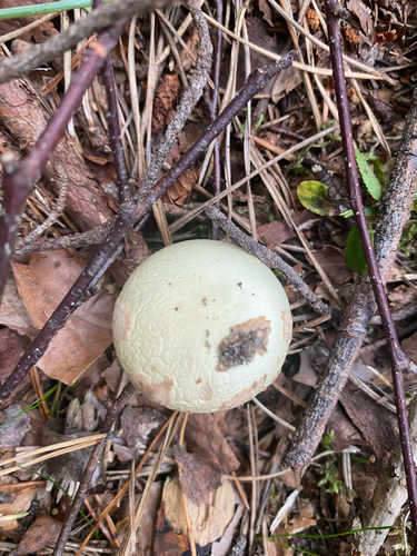 False Death-cap