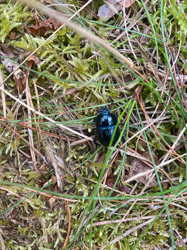 Woodland Dor Beetle