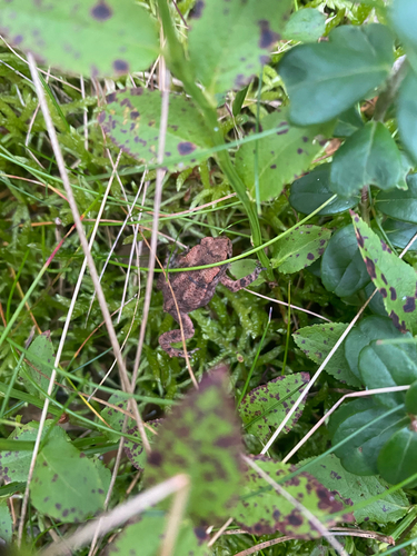 European Toad