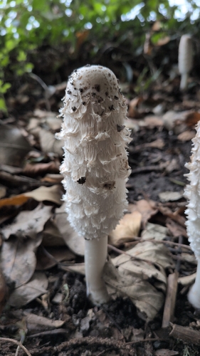 Shaggy Mane