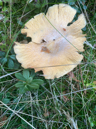Wrinkled Cortinarius