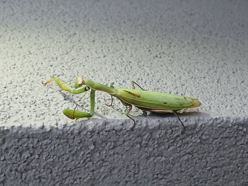 European Mantis