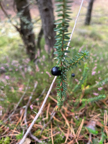 black crowberry