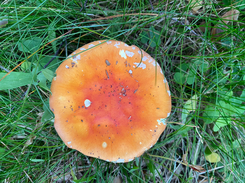Fly Agaric
