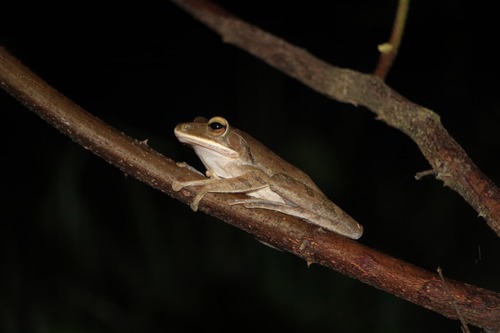 Common Southeast Asian Tree Frog