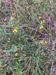 Bossiaea cinerea, photograph (c) c_knut_lord, some rights reserved (CC BY)