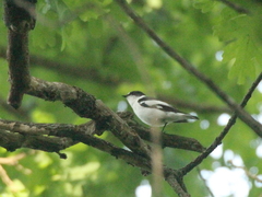 Ficedula semitorquata