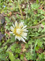 Taraxacum albidum