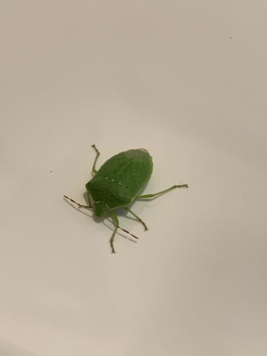 Southern Green Stink Bug
