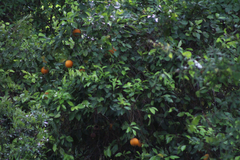 Citrus × aurantium