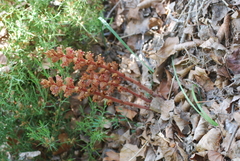 Orobanche austrohispanica