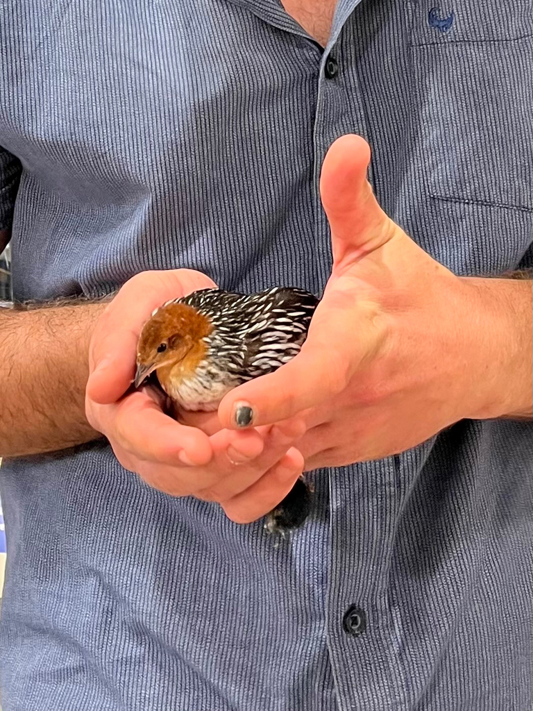 Streaky-breasted Flufftail