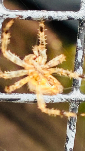 Cross Orbweaver