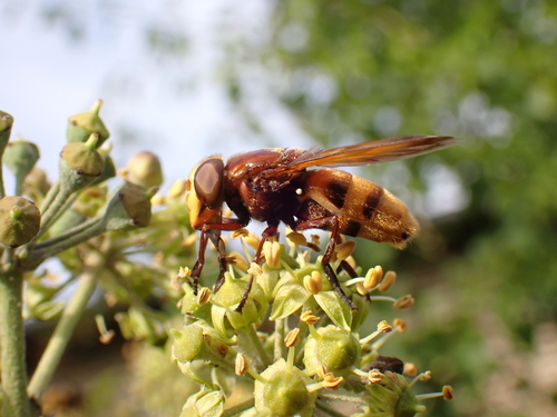 Hornet Mimic Hover Fly