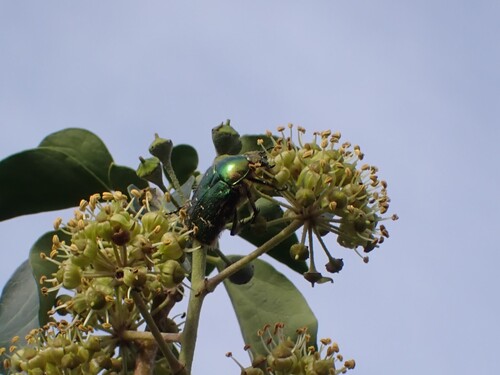 European Rose Chafer