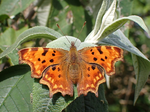 European Comma
