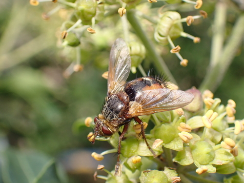 Common Tachinid