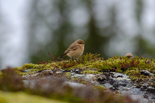 Northern Wheatear