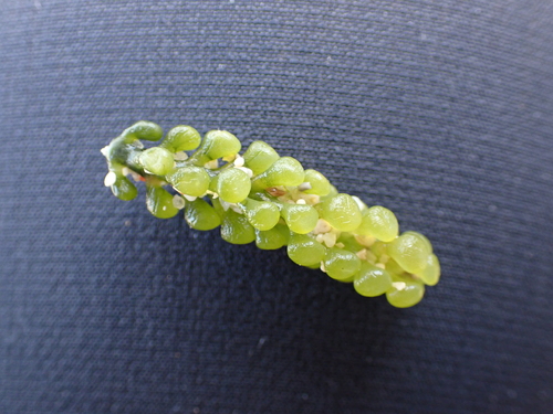 Caulerpa racemosa observed 2026-09-14