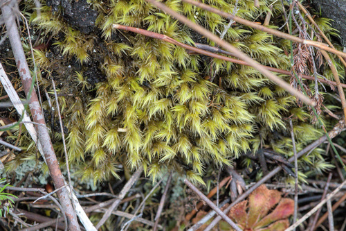 Dicranoloma billarderii observed 2026-09-04