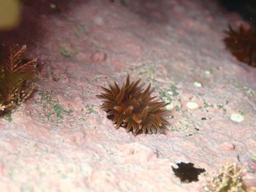 Anemonia mutabilis observed 2026-09-14