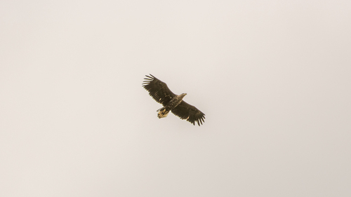 White-tailed Eagle