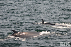 Balaenoptera borealis
