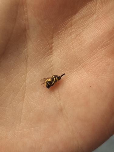 Brachymeria, 2026-09-14