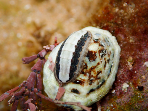 Ischnochiton elongatus observed 2026-09-14