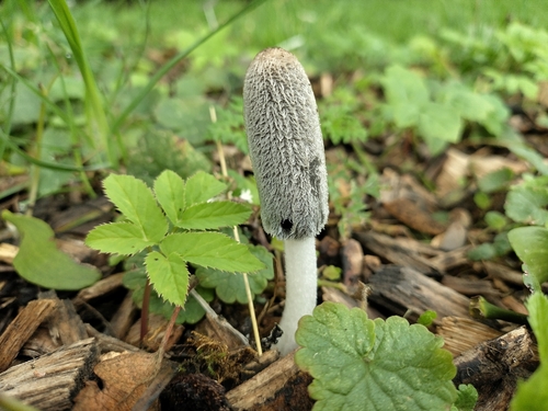 hare's foot inkcap