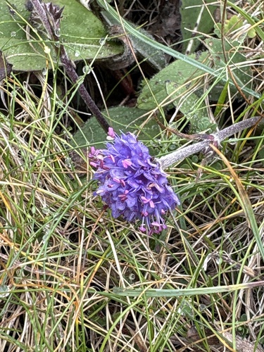 Devil's-bit Scabious