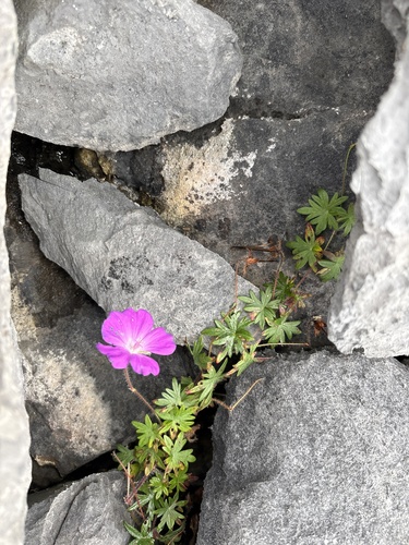 Bloody Crane's-bill