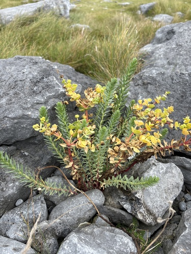 Sea Spurge