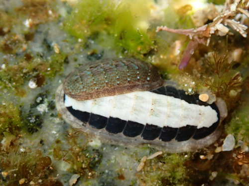Ischnochiton elongatus observed 2026-09-14