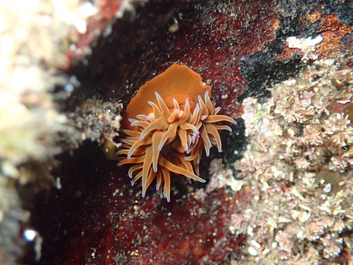 Anemonia mutabilis observed 2026-09-14