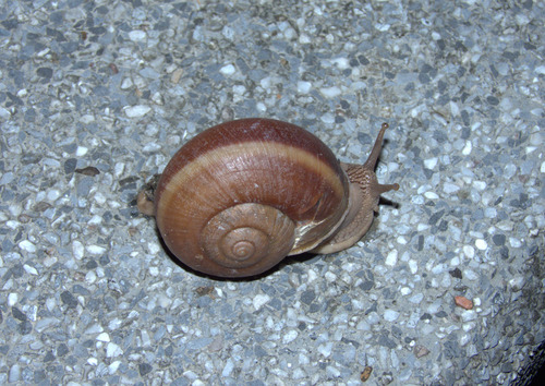 Hemiplecta distincta, 2026-09-13