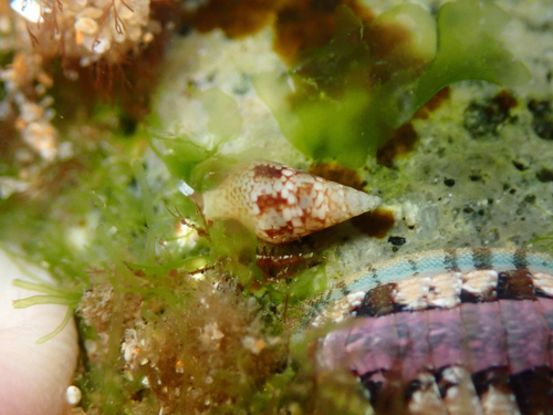 Mitrella tayloriana observed 2026-09-14