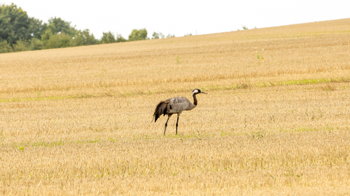Common Crane