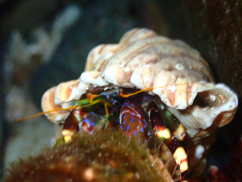 Calcinus imperialis observed 2026-09-14